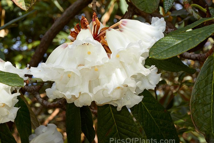 <i>Rhododendron grande</i>, one of the Grandia series of large-leaved species, this evergreen shrub or small tree can grow to 10m tall and has heavily veined leaves up to 30cm long. The flower trusses, pink in bud opening pale cream to white with a deep purple-red base inside around the nectaries, are made up of up to 25 flowers each of which can reach 50mm long. It is native to northern India, Nepal and neighbouring parts of China. Order: Ericales, Family: Ericaceae