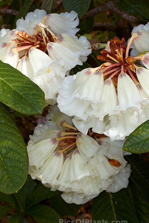 <i>Rhododendron grande</i>, one of the Grandia series of large-leaved species, this evergreen shrub or small tree can grow to 10m tall and has heavily veined leaves up to 30cm long. The flower trusses, pink in bud opening pale cream to white with a deep purple-red base inside around the nectaries, are made up of up to 25 flowers each of which can reach 50mm long. It is native to northern India, Nepal and neighbouring parts of China. Order: Ericales, Family: Ericaceae