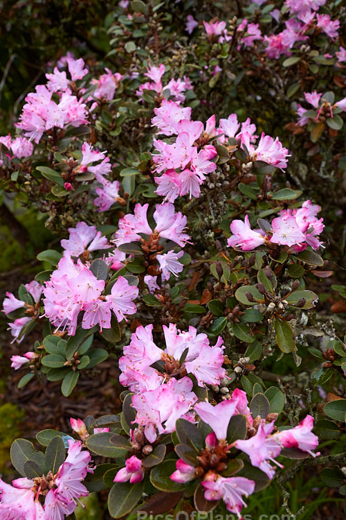 <i>Rhododendron racemosum</i>, an upright twiggy shrub that can grow to a.5m tall, this evergreen species from is found in Yunnan and Szechwan, China, where it occurs in alpine conditions at altitudes between 1800-4500m. It flowers in early spring. Order: Ericales, Family: Ericaceae