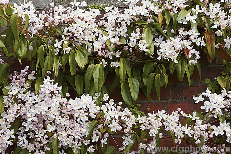 <i>Clematis armandii</i> 'Apple Blossom', a pink-flushed cultivar of a vigorous, normally creamy-white-flowered, early spring-blooming, evergreen climber native to central and western China. The flowers are mildly vanilla-scented. Order: Ranunculales, Family: Ranunculaceae