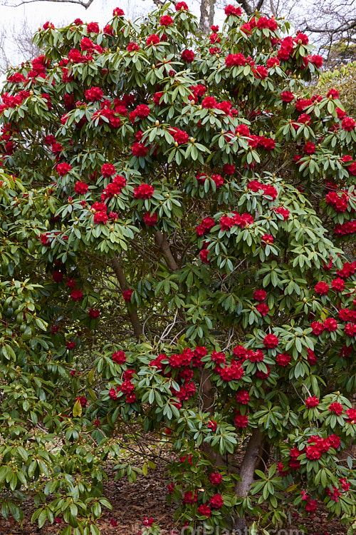<i>Rhododendron</i> 'Bibiani' ('Moser's Maroon' x <i>Rhododendron arboreum</i>), an early-flowering hybrid raised by Rothschild of England in 1934. It has proved to be a tough and adaptable plant and with age it can become a large shrub or small tree. Order: Ericales, Family: Ericaceae