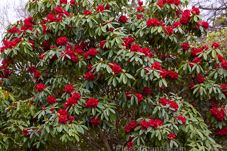 <i>Rhododendron</i> 'Bibiani' ('Moser's Maroon' x <i>Rhododendron arboreum</i>), an early-flowering hybrid raised by Rothschild of England in 1934. It has proved to be a tough and adaptable plant and with age it can become a large shrub or small tree. Order: Ericales, Family: Ericaceae
