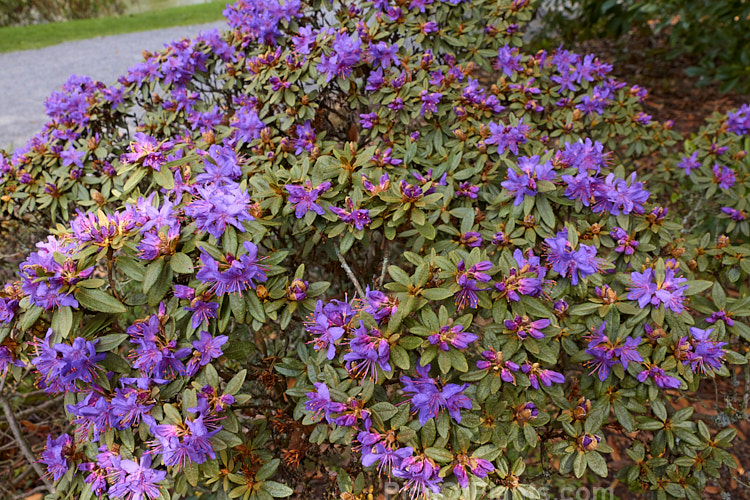 <i>Rhododendron rupicola</i>, a wiry-stemmed, evergreen, early spring-flowering, 60cm-1.2m tall shrub found in the mountains of Burma and western China at 3000-4500m altitude. Order: Ericales, Family: Ericaceae