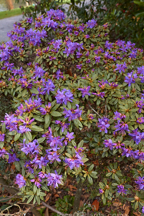 <i>Rhododendron rupicola</i>, a wiry-stemmed, evergreen, early spring-flowering, 60cm-1.2m tall shrub found in the mountains of Burma and western China at 3000-4500m altitude. Order: Ericales, Family: Ericaceae