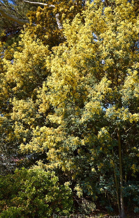 Silver Wattle or Mimosa (<i>Acacia dealbata</i>), a 30m tall, late winter- to early spring-flowering, evergreen tree native to southeastern Australia including Tasmania. It is sometimes used as a cut flower. Order: Fabales, Family: Fabaceae