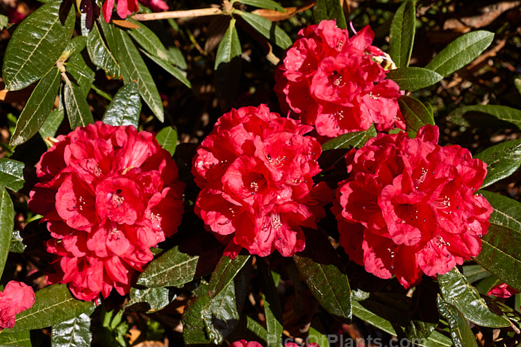 <i>Rhododendron arboreum</i>, an early-flowering, tree-like species widespread in the Himalayas and Southeast Asia. It has been very influential in the development of red-flowered hybrids. The flowers are usually deep red, but there are several natural varieties that vary in flower colour and growth habit. The degree of glossiness and darkness of the foliage also varies. Order: Ericales, Family: Ericaceae