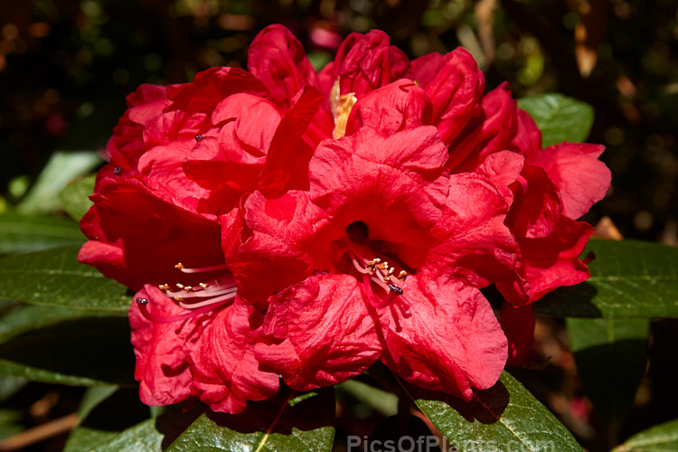 <i>Rhododendron arboreum</i>, an early-flowering, tree-like species widespread in the Himalayas and Southeast Asia. It has been very influential in the development of red-flowered hybrids. The flowers are usually deep red, but there are several natural varieties that vary in flower colour and growth habit. The degree of glossiness and darkness of the foliage also varies. Order: Ericales, Family: Ericaceae