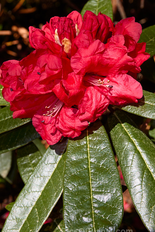 <i>Rhododendron arboreum</i>, an early-flowering, tree-like species widespread in the Himalayas and Southeast Asia. It has been very influential in the development of red-flowered hybrids. The flowers are usually deep red, but there are several natural varieties that vary in flower colour and growth habit. The degree of glossiness and darkness of the foliage also varies. Order: Ericales, Family: Ericaceae