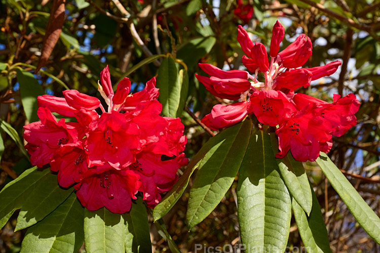 <i>Rhododendron griersonianum</i>, a mid-spring-flowering evergreen shrub or small tree native to southern China and northern Myanmar (<i>Burma</i>). It has fairly narrow, light to mid-green leaves up to 20cm long. The underside of the foliage has a variable cover of pale indumentum. The flowers, which are borne in loose trusses are a distinctive light red shade, sometimes referred to as geranium red. Although seldom a neat bush and with foliage that is inclined to brown at the tips, <i>Rhododendron griersonianum</i> was very important in developing compact, red- to orange-flowered, early to mid-20th century British hybrids, such as the 'Fabia' grex, 'Winsome', 'Goblin' and 'Elizabeth', that when crossed with later American hybrids have produced some of the most spectacular cultivars, such as 'Jingle Bells'. Order: Ericales, Family: Ericaceae