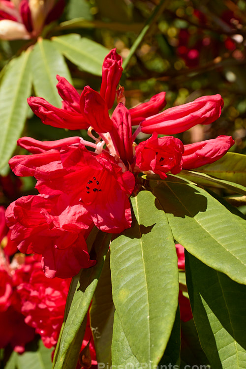 <i>Rhododendron griersonianum</i>, a mid-spring-flowering evergreen shrub or small tree native to southern China and northern Myanmar (<i>Burma</i>). It has fairly narrow, light to mid-green leaves up to 20cm long. The underside of the foliage has a variable cover of pale indumentum. The flowers, which are borne in loose trusses are a distinctive light red shade, sometimes referred to as geranium red. Although seldom a neat bush and with foliage that is inclined to brown at the tips, <i>Rhododendron griersonianum</i> was very important in developing compact, red- to orange-flowered, early to mid-20th century British hybrids, such as the 'Fabia' grex, 'Winsome', 'Goblin' and 'Elizabeth', that when crossed with later American hybrids have produced some of the most spectacular cultivars, such as 'Jingle Bells'. Order: Ericales, Family: Ericaceae