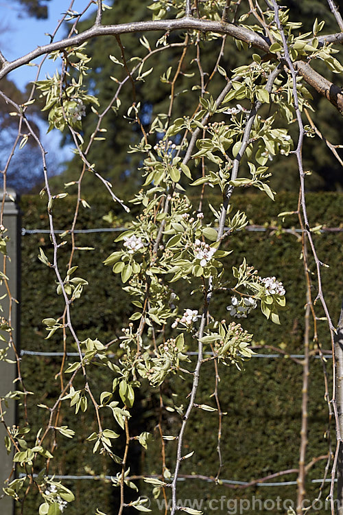 Weeping Callery Pear (<i>Pyrus calleryana 'Pendula'), a weeping cultivar of a deciduous tree native to China 'Pendula' is usually grafted onto a tall standard stock to allow the weeping effect to be seen to the best effect, the branches eventually trailing to ground level. It is primarily grown for its form, but also has a good covering of white flowers in spring and bright orange to red autumn foliage. The small, inedible fruits may be red-tinted, though this is sometimes masked by the russet overtones. Order: Rosales, Family: Rosaceae