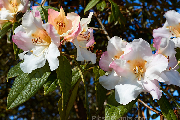 Rhododendron 'Lady Alice Fitzwilliam' (<i>Rhododendron edgeworthii</i> hybrid</i>), a fragrant-flowered hybrid that dates from before 1881, when it received the RHS First Class Certificate. The floral effect is similar to the better-known 'Fragrantissimum', but the plant is smaller and more compact, and the flowers have a conspicuous golden-yellow throat. It will eventually grow to around 1.5m high and wide. It is somewhat frost tender and was initially treated as a greenhouse plant in Britain. There have been several Lady Alice Fitzwilliams, but the one this plant was named for was a 19th century social benefactor with an interest in health issues. In 1888 she patented the Fitzwilliam ambulance, a rescue device for miners. Order: Ericales, Family: Ericaceae