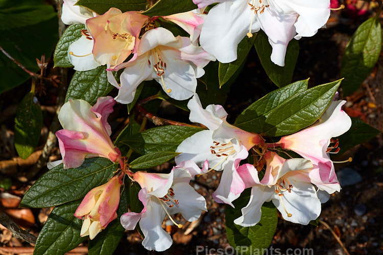 Rhododendron 'Lady Alice Fitzwilliam' (<i>Rhododendron edgeworthii</i> hybrid</i>), a fragrant-flowered hybrid that dates from before 1881, when it received the RHS First Class Certificate. The floral effect is similar to the better-known 'Fragrantissimum', but the plant is smaller and more compact, and the flowers have a conspicuous golden-yellow throat. It will eventually grow to around 1.5m high and wide. It is somewhat frost tender and was initially treated as a greenhouse plant in Britain. There have been several Lady Alice Fitzwilliams, but the one this plant was named for was a 19th century social benefactor with an interest in health issues. In 1888 she patented the Fitzwilliam ambulance, a rescue device for miners. Order: Ericales, Family: Ericaceae