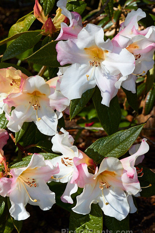 Rhododendron 'Lady Alice Fitzwilliam' (<i>Rhododendron edgeworthii</i> hybrid</i>), a fragrant-flowered hybrid that dates from before 1881, when it received the RHS First Class Certificate. The floral effect is similar to the better-known 'Fragrantissimum', but the plant is smaller and more compact, and the flowers have a conspicuous golden-yellow throat. It will eventually grow to around 1.5m high and wide. It is somewhat frost tender and was initially treated as a greenhouse plant in Britain. There have been several Lady Alice Fitzwilliams, but the one this plant was named for was a 19th century social benefactor with an interest in health issues. In 1888 she patented the Fitzwilliam ambulance, a rescue device for miners. Order: Ericales, Family: Ericaceae
