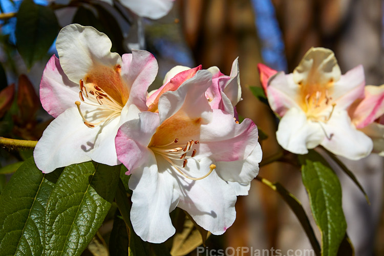 Rhododendron 'Lady Alice Fitzwilliam' (<i>Rhododendron edgeworthii</i> hybrid</i>), a fragrant-flowered hybrid that dates from before 1881, when it received the RHS First Class Certificate. The floral effect is similar to the better-known 'Fragrantissimum', but the plant is smaller and more compact, and the flowers have a conspicuous golden-yellow throat. It will eventually grow to around 1.5m high and wide. It is somewhat frost tender and was initially treated as a greenhouse plant in Britain. There have been several Lady Alice Fitzwilliams, but the one this plant was named for was a 19th century social benefactor with an interest in health issues. In 1888 she patented the Fitzwilliam ambulance, a rescue device for miners. Order: Ericales, Family: Ericaceae