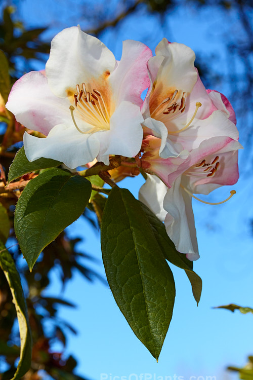 Rhododendron 'Lady Alice Fitzwilliam' (<i>Rhododendron edgeworthii</i> hybrid</i>), a fragrant-flowered hybrid that dates from before 1881, when it received the RHS First Class Certificate. The floral effect is similar to the better-known 'Fragrantissimum', but the plant is smaller and more compact, and the flowers have a conspicuous golden-yellow throat. It will eventually grow to around 1.5m high and wide. It is somewhat frost tender and was initially treated as a greenhouse plant in Britain. There have been several Lady Alice Fitzwilliams, but the one this plant was named for was a 19th century social benefactor with an interest in health issues. In 1888 she patented the Fitzwilliam ambulance, a rescue device for miners. Order: Ericales, Family: Ericaceae