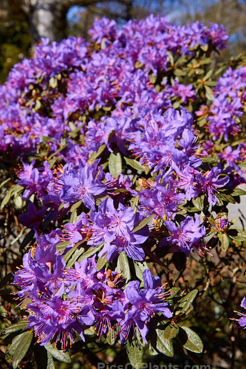 <i>Rhododendron rupicola</i>, a wiry-stemmed, evergreen, early spring-flowering, 60cm-1.2m tall shrub found in the mountains of Burma and western China at 3000-4500m altitude. Order: Ericales, Family: Ericaceae