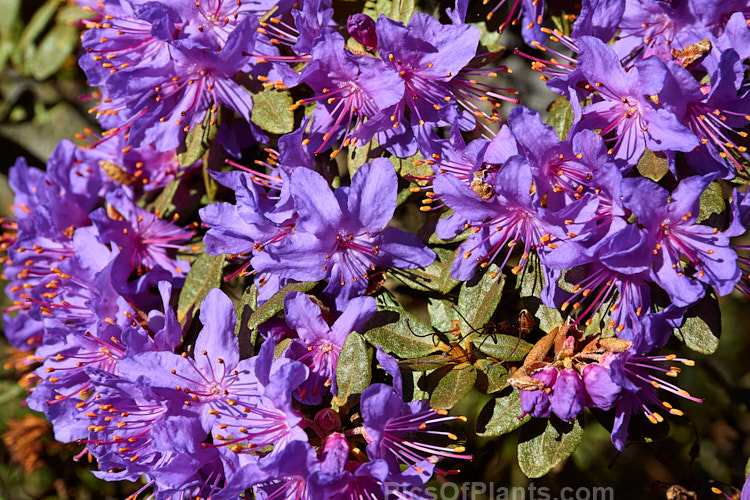 <i>Rhododendron rupicola</i>, a wiry-stemmed, evergreen, early spring-flowering, 60cm-1.2m tall shrub found in the mountains of Burma and western China at 3000-4500m altitude. Order: Ericales, Family: Ericaceae