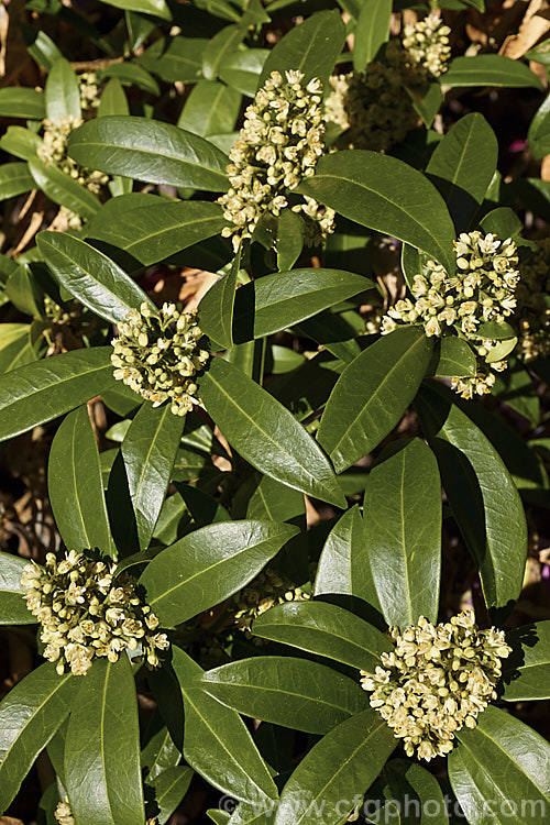 The male form of Skimmia japonica, which has larger, more conspicuous flowers than the female and in cream shade rather than white. When fertilised, the female flowers of this evergreen shrub from China and Japan will develop into clusters of bright red berries. Although sometimes over 5m tall in the wild, most garden forms are compact shrubs