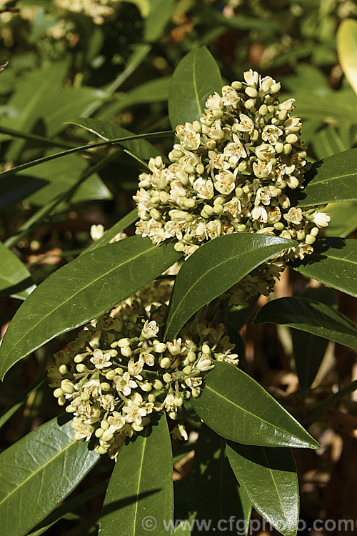 The male form of Skimmia japonica, which has larger, more conspicuous flowers than the female and in cream shade rather than white. When fertilised, the female flowers of this evergreen shrub from China and Japan will develop into clusters of bright red berries. Although sometimes over 5m tall in the wild, most garden forms are compact shrubs