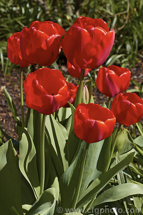 Tulipa 'Apeldoorn' (<i>Category 4 x Darwin. Hybrid</i>), probably the most widely grown of the bright red. Darwin hybrids, this is a tough, reliable and adaptable flower that naturalises well and is particularly well-suited to massed planting. Order: Liliales, Family: Liliaceae