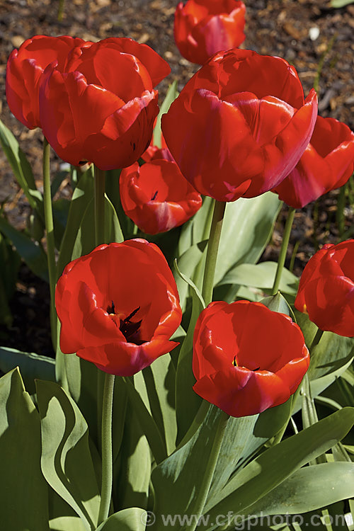 Tulipa 'Apeldoorn' (<i>Category 4 x Darwin. Hybrid</i>), probably the most widely grown of the bright red. Darwin hybrids, this is a tough, reliable and adaptable flower that naturalises well and is particularly well-suited to massed planting. Order: Liliales, Family: Liliaceae