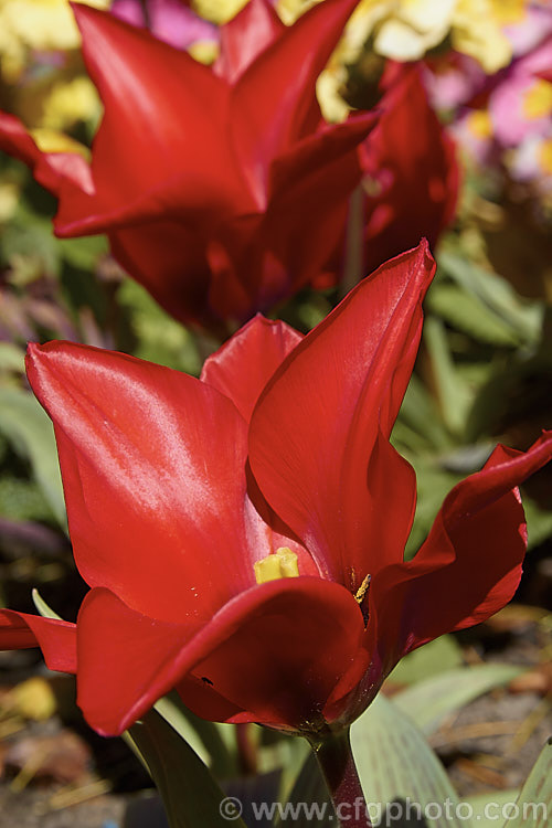 Tulipa greigii 'Boutade', a rockery-style tulip. It blooms early and is typically around 30cm high in flower but can reach 50cm, which is tall for this style of tulip. Order: Liliales, Family: Liliaceae