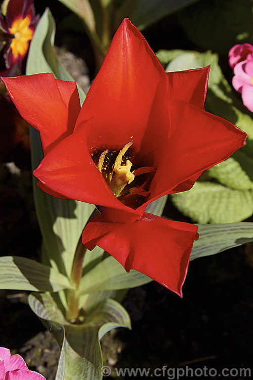 Tulipa greigii 'Boutade', a rockery-style tulip. It blooms early and is typically around 30cm high in flower but can reach 50cm, which is tall for this style of tulip. Order: Liliales, Family: Liliaceae