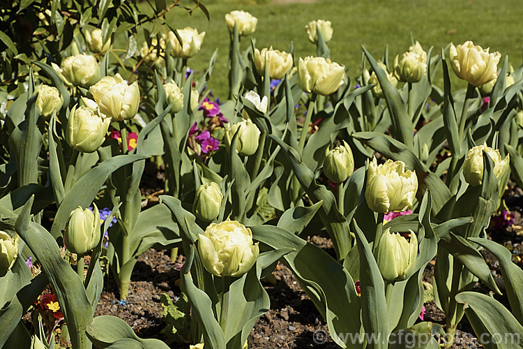 Tulipa 'Verona' (<i>Category 2 x Double. Early</i>), a distinctive early-blooming double-flowered tulip in a greenish cream to yellow-green shade. Its flower stems are 35-40cm tall Order: Liliales, Family: Liliaceae