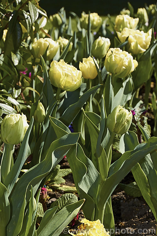 Tulipa 'Verona' (<i>Category 2 x Double. Early</i>), a distinctive early-blooming double-flowered tulip in a greenish cream to yellow-green shade. Its flower stems are 35-40cm tall Order: Liliales, Family: Liliaceae
