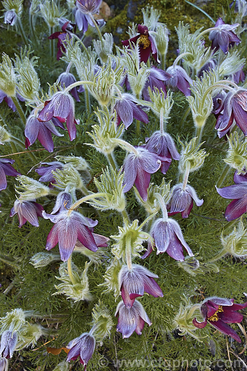 Pasque. Flower (<i>Pulsatilla vulgaris</i>), a popular spring-flowering rockery perennial that occurs naturally over much of northern Europe from Britain to Siberia. pulsatilla-2767htm'>Pulsatilla.