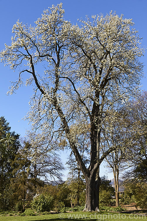 Jargonelle Pear (<i>Pyrus communis 'Jargonelle' [syn 'Epargne']), an old pear variety that differs from most in that the fruit should not be harvested en-masse, but left on the tree and picked as needed. This particular, very large tree was planted in 1855. This pear was the origin of the pear-shaped hard-boiled candy known as jargonelle pears. Order: Rosales, Family: Rosaceae