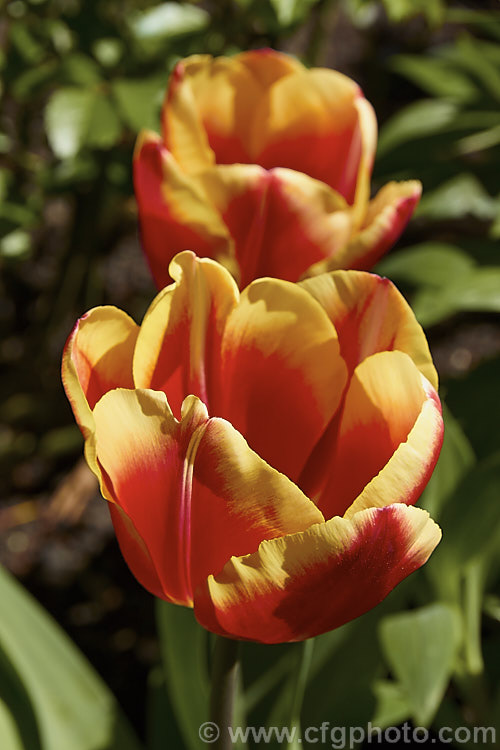 Tulipa 'Keizerskroon' (<i>Category 1 x Single. Early</i>), a relatively compact tulip with flower stems to 35cm high. This old cultivar was introduced in 1750. The flowers are mildly scented. Order: Liliales, Family: Liliaceae