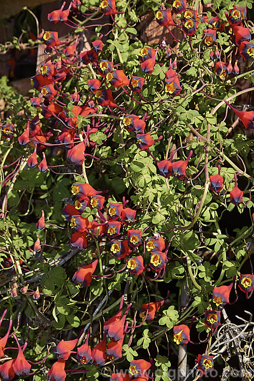 Tropaeolum tricolorum, a tough perennial climber or trailer from Bolivia andChile. It grows for reddish potato-like tubers and can climb to 2-3m tall tropaeolum-3375htm'>Tropaeolum. <a href='tropaeolaceae-plant-family-photoshtml'>Tropaeolaceae</a>.
