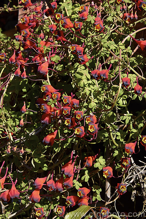 Tropaeolum tricolorum, a tough perennial climber or trailer from Bolivia andChile. It grows for reddish potato-like tubers and can climb to 2-3m tall tropaeolum-3375htm'>Tropaeolum. <a href='tropaeolaceae-plant-family-photoshtml'>Tropaeolaceae</a>.