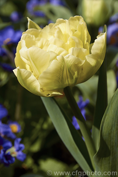 Tulipa 'Verona' (<i>Category 2 x Double. Early</i>), a distinctive early-blooming double-flowered tulip in a greenish cream to yellow-green shade. Its flower stems are 35-40cm tall Order: Liliales, Family: Liliaceae