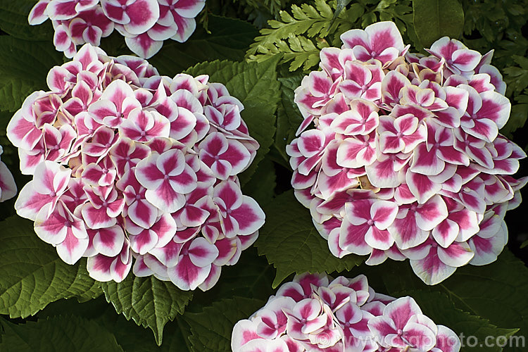 Hydrangea macrophylla 'Cityline. Mars', a compact hortensia hydrangea marketed by Proven. Winners of the Untied. States and distributed as one of their Endless. Hydrangeas series. It grows to around 1m tall x 1m wide and its flowerheads have a broader white margin and smaller sterile bracts than the similar 'Edgy. Hearts' in the same series. hydrangea-2128htm'>Hydrangea. <a href='hydrangeaceae-plant-family-photoshtml'>Hydrangeaceae</a>.
