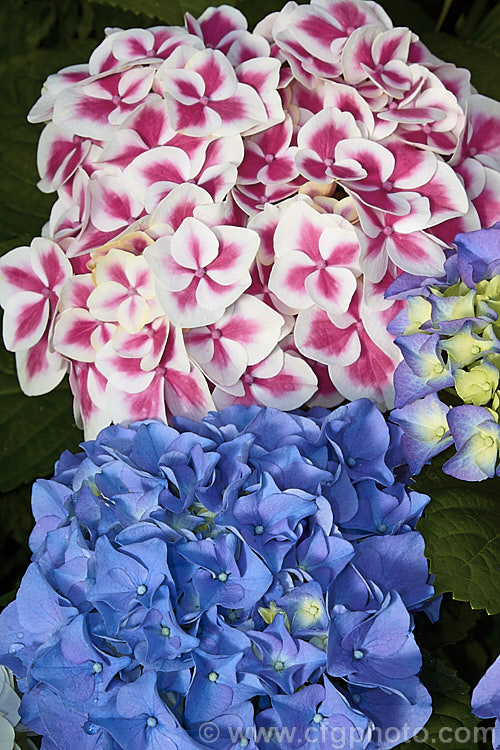 Hydrangea macrophylla 'Cityline. Mars' and Hydrangea macrophylla 'Cityline. Rio', both compact hortensia hydrangea raised by Proven. Winners of the United States and distributed among their Endless. Hydrangeas series 'Cityline. Mars' has pale-edged pink bracts and those of 'Cityline. Rio' are initially mauve blue with a prominent lime green centre before maturing to all-over mauve blue. hydrangea-2128htm'>Hydrangea. <a href='hydrangeaceae-plant-family-photoshtml'>Hydrangeaceae</a>.