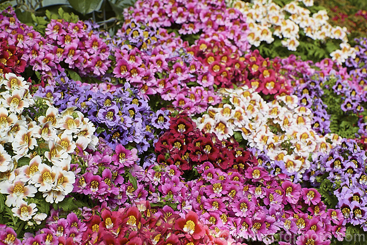 Poor Man's Orchid (<i>Schizanthus x wisetonensis</i>), an annual often used as a winter greenhouse plant or summer bedder. These garden forms are usually hybrids between Schizanthus grahamii and Schizanthus pinnatus, both Chilean species.