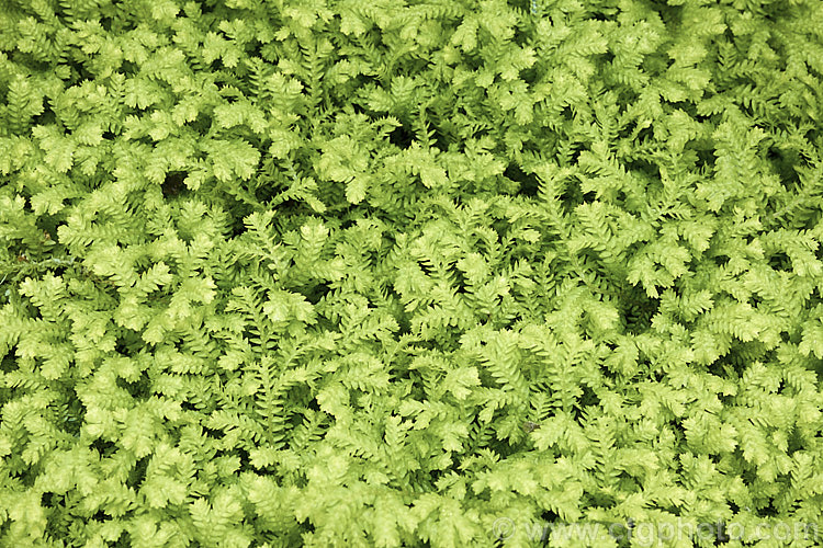 Selaginella kraussiana 'Aurea', a yellow-green-foliaged cultivar of the Spreading. Clubmoss, a rhizomatous perennial found in southern Africa and the Azores. Its use as a house plant has allowed it to naturalise in many mild areas. selaginella-3301htm'>Selaginella. <a href='selaginellaceae-plant-family-photoshtml'>Selaginellaceae</a>.