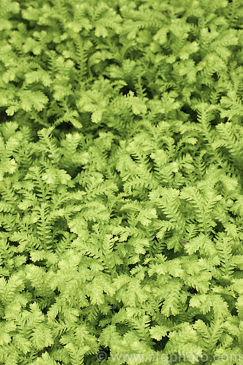 Selaginella kraussiana 'Aurea', a yellow-green-foliaged cultivar of the Spreading. Clubmoss, a rhizomatous perennial found in southern Africa and the Azores. Its use as a house plant has allowed it to naturalise in many mild areas. selaginella-3301htm'>Selaginella. <a href='selaginellaceae-plant-family-photoshtml'>Selaginellaceae</a>.