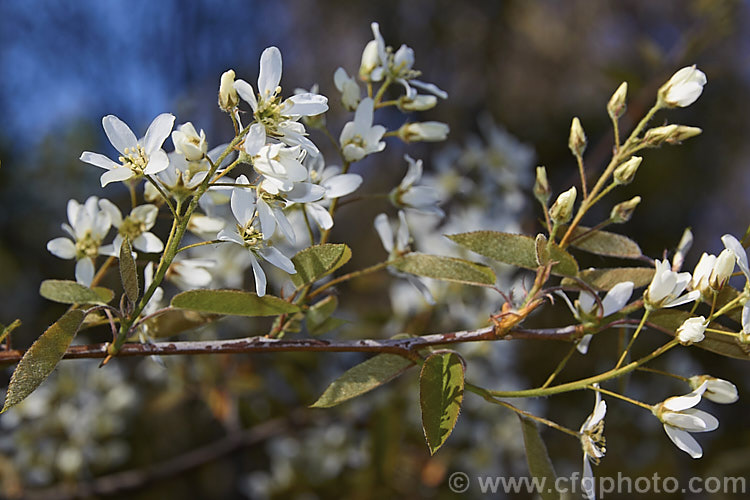 Amelanchier spicata, a spring-flowering deciduous shrub native to northeastern North America. It grows to around 2-4m tall and the flowers are followed by small purple-black fruit. Order: Rosales, Family: Rosaceae