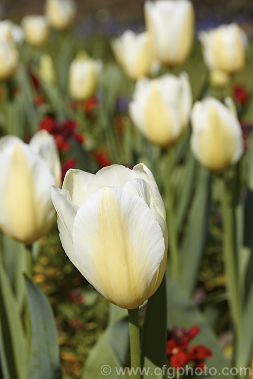 Tulipa 'Francoise' (<i>Category 3 x Triumph Hybrid</i>), a vigorous tetraploid, ivory-coloured tulip raised by the famous bulb growers. John Scheepers. Inc. Its stems are up to 60cm tall Order: Liliales, Family: Liliaceae