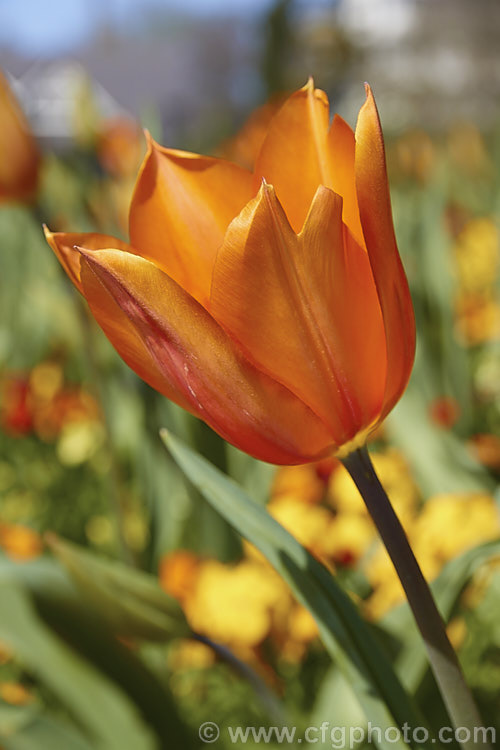 Tulipa 'Temple's Favorite' (<i>Category 5 x Single. Late</i>), a vigorous, large-flowered, strongly coloured tulip that grows to 75cm tall Widely regarded as the tallest hybrid tulip. Order: Liliales, Family: Liliaceae