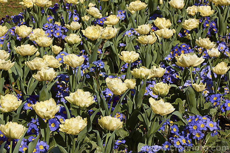 Tulipa 'Verona' (<i>Category 2 x Double. Early</i>), a distinctive early-blooming double-flowered tulip in a greenish cream to yellow-green shade. Its flower stems are 35-40cm tall Order: Liliales, Family: Liliaceae