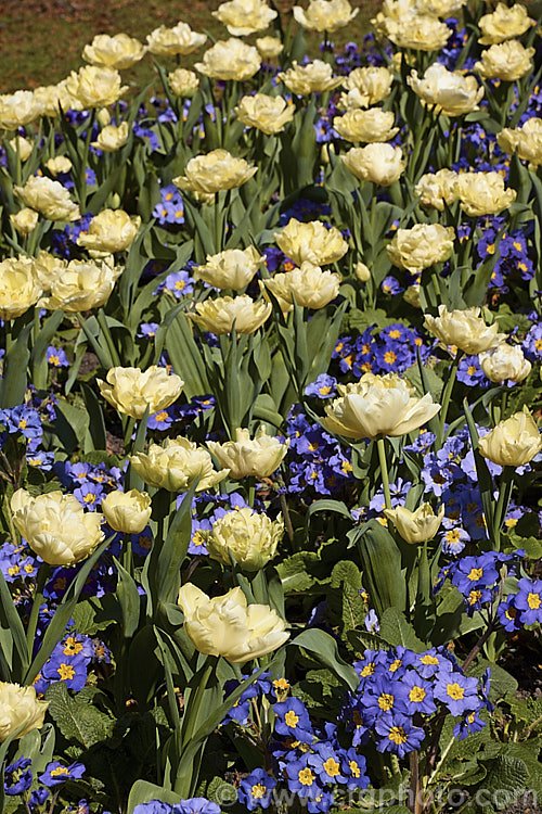 Tulipa 'Verona' (<i>Category 2 x Double. Early</i>), a distinctive early-blooming double-flowered tulip in a greenish cream to yellow-green shade. Its flower stems are 35-40cm tall Order: Liliales, Family: Liliaceae