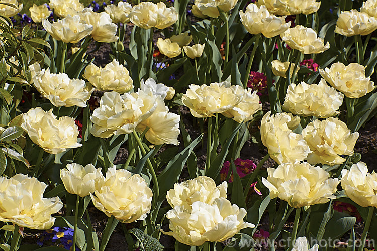 Tulipa 'Verona' (<i>Category 2 x Double. Early</i>), a distinctive early-blooming double-flowered tulip in a greenish cream to yellow-green shade. Its flower stems are 35-40cm tall Order: Liliales, Family: Liliaceae