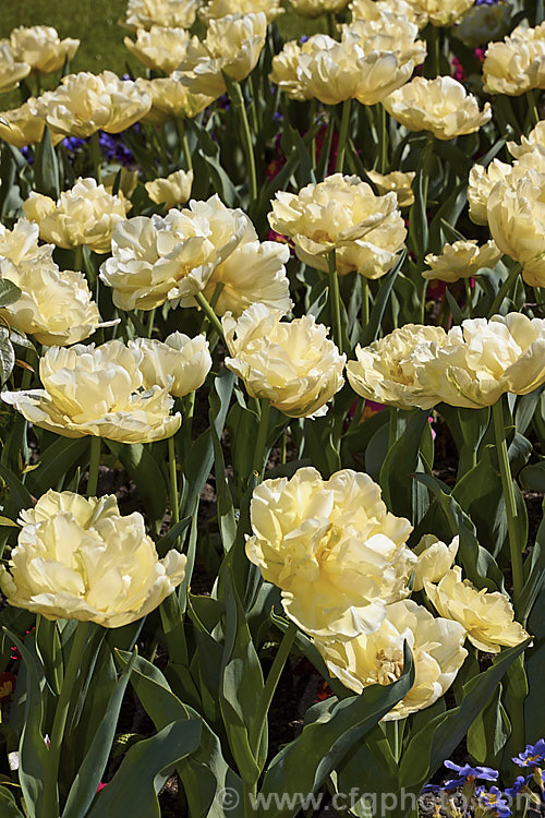 Tulipa 'Verona' (<i>Category 2 x Double. Early</i>), a distinctive early-blooming double-flowered tulip in a greenish cream to yellow-green shade. Its flower stems are 35-40cm tall Order: Liliales, Family: Liliaceae