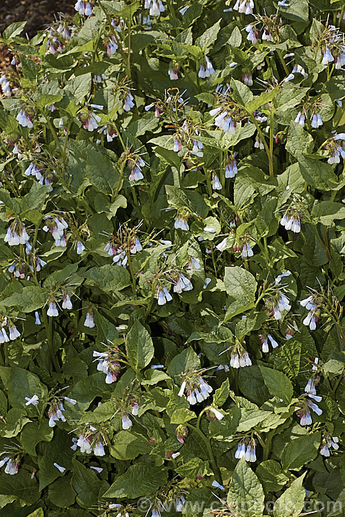 Symphytum ibericum, a Eurasian comfrey with spring-borne cream flowers that open with a pink blush and develop blue tones as they age. It forms a dense foliage clump the can mound up to 50cm high. This species is now considered synonymous with Symphytum grandiflorum, but it is rather different in flowering time, growth habit and leaf texture to that species. symphytum-2299htm'>Symphytum.