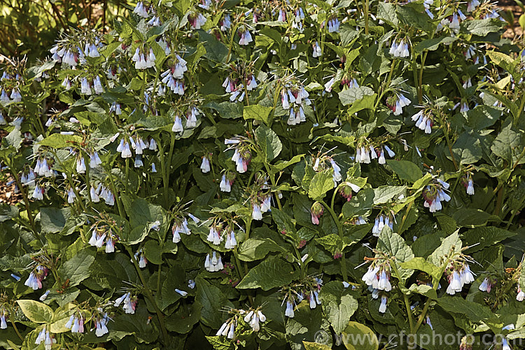 Symphytum ibericum, a Eurasian comfrey with spring-borne cream flowers that open with a pink blush and develop blue tones as they age. It forms a dense foliage clump the can mound up to 50cm high. This species is now considered synonymous with Symphytum grandiflorum, but it is rather different in flowering time, growth habit and leaf texture to that species. symphytum-2299htm'>Symphytum.